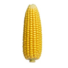 corn isolated on white background