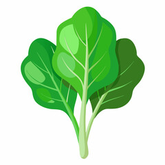 Spinach white background