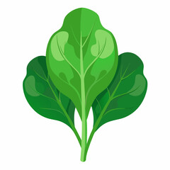 Spinach white background