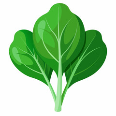 Spinach white background