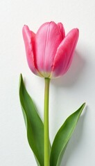 Naklejka premium Delicate pink tulip petals softly unfolding on a crisp white canvas, nature, color