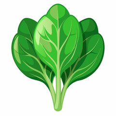 Spinach white background