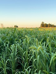 Crop field Argentina 