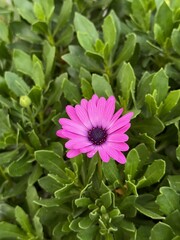 Obraz premium Violet flowers in the garden 