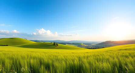 Fototapeta premium green field and blue sky