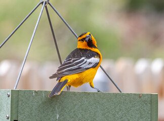 Male Bullock's Oriole