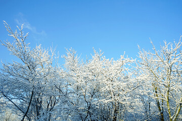 Golden Hour in a Snowy Forest