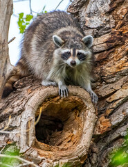 Curious Raccoon