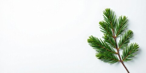 Obraz premium Evergreen Branch on White Background, Ideal for Festive Designs