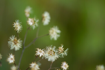dried flowers, white and wilted, autumn atmosphere in nature with wilted plants, autumn flowers in the garden, withered flowers in autumn, wilted flowers	