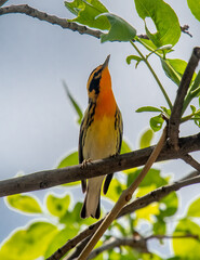 Male Blackburnian Warbler
