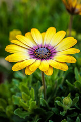 Yellow daisy with a purple center growing in a garden