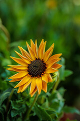 Gazania rigens flower blooming in summer garden