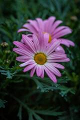 Obraz premium Delicate pink daisies blooming in lush green foliage