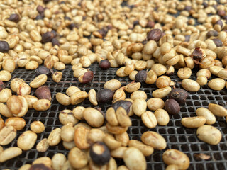 coffee beans drying on a raised mesh bed inside a greenhouse. The beans, in various stages of drying, display golden hues with some darker ones interspersed, coffee processing method used in farms