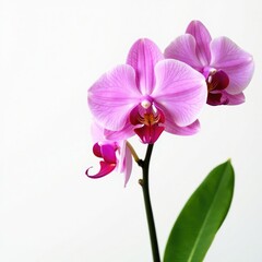Obraz premium Pink orchid in full bloom against white background, bloom, white