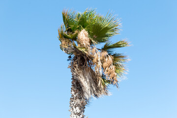 Palm Tree