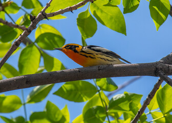 Male Blackburnian Warbler