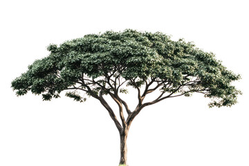 A grand tree with a wide-reaching canopy of dense green leaves, standing alone against a pristine white backdrop. The sunlight filters through the leaves