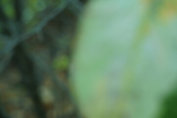 Blurred background. A green leaf on a branch.