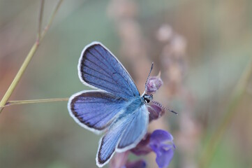 Beautiful golubyanka butterfly icarus. Insects in nature.