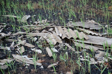 Burnt earth and growing reeds. There are pieces of slate nearby.