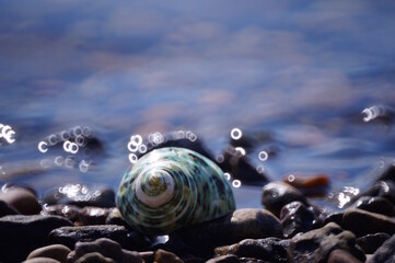 A small seashell on the riverbank. Recreation and travel.