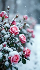 Rose bushes covered in a thick layer of winter snow, bare branches, roses, snow-covered