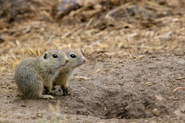 Fototapeta premium Ground squirrel colony (Syslovisko Biele vody), National park Muranska Planina, Slovakia