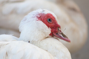 Muscovy Duck