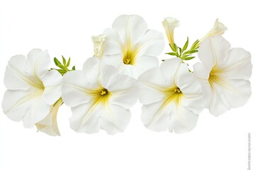 Petunia isolated on white background