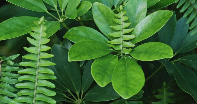 Green Leafs Of Heptapleurum And Ferns Leaves Green Foliage Natural Floral Background. Ferns Leaves Green Foliage In Summer Forest. Green Fern Bushes. Heptapleurum Or Araliaceae. Heptapleurum