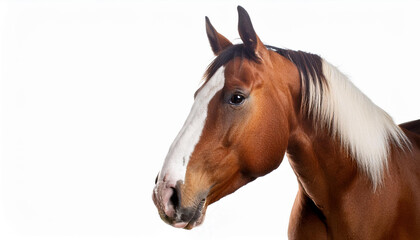 Obraz premium bay trotter remoted on white