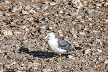 Herring Gull