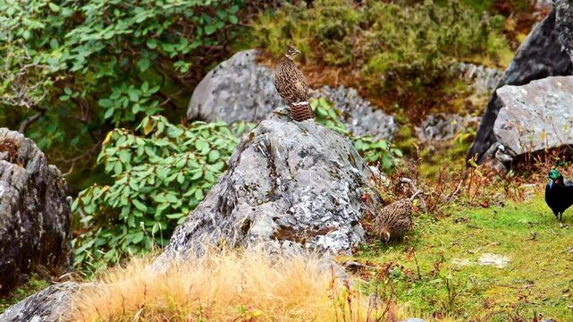 Himalayan monal