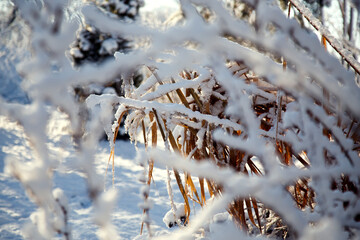 Erianthus, miscanthus, pennisetum in landscape design in winter. Cereal grasses miscanthus in a winter park. 