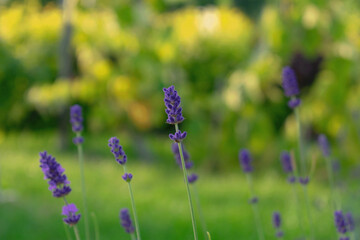 A blooming lavender garden.