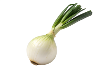 Cebollin blanco aislado