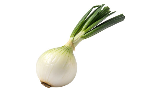 Cebollin blanco aislado