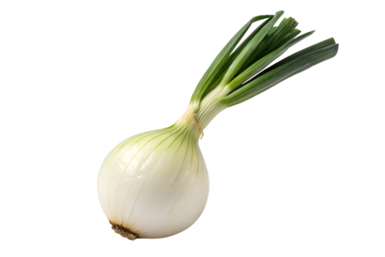 Cebollin blanco aislado