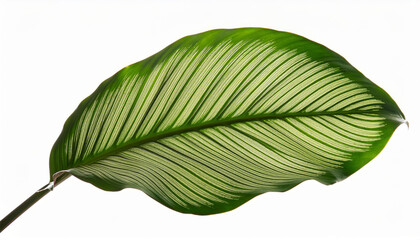 Obraz premium calathea orbifolia leaves isolated on background