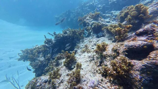 4k video of Emerald Parrotfish (Nicholsina usta) on a reef in Punta Cana, Dominican Republic