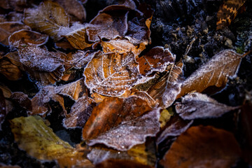 A close-up of a frosty leaf in the forest, showcasing intricate ice crystals and natural textures. Perfect for seasonal themes, nature art, and winter-inspired designs.