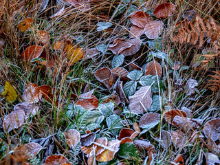 Autumn leaves on the ground A close-up of a frosty leaf in the forest, showcasing intricate ice crystals and natural textures. Perfect for seasonal themes, nature art, and winter-inspired designs.