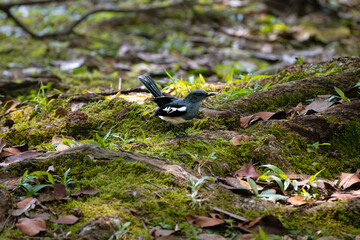 Oriental magpie-robin eating an insect centipede in Taiping Lake Gardens. The Oriental magpie-robin (Copsychus saularis) is a small passerine bird formerly classed as a member of the thrush family.