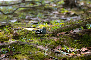 Oriental magpie-robin eating an insect centipede in Taiping Lake Gardens. The Oriental magpie-robin (Copsychus saularis) is a small passerine bird formerly classed as a member of the thrush family.