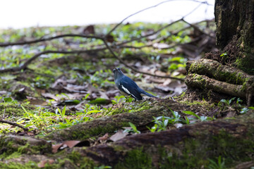 Oriental magpie-robin eating an insect centipede in Taiping Lake Gardens. The Oriental magpie-robin (Copsychus saularis) is a small passerine bird formerly classed as a member of the thrush family.