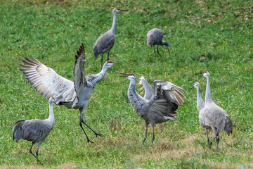 Sandhill Cranes fighting in a field