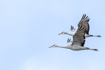 Sandhill Cranes flying over a marsh