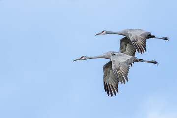 Sandhill Cranes flying over a marsh
